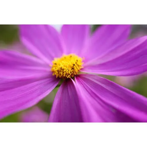 Panasonic Lumix S 28-200mm f/4-7.1 MACRO O.I.S. Lens (Leica L)