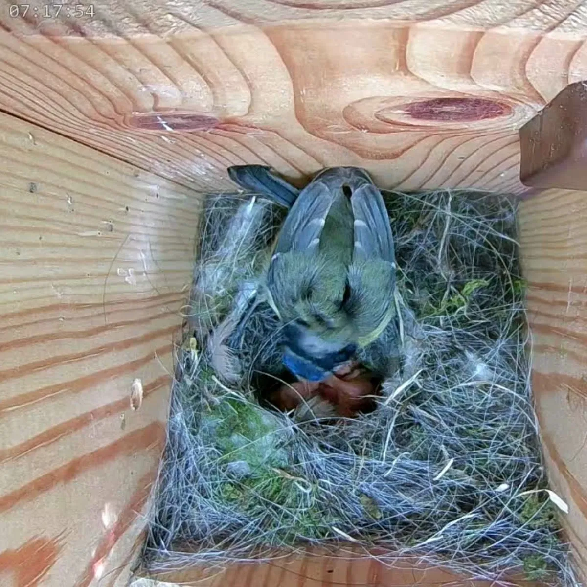Solar Powered WiFi Bird & Hedgehog Rewilding Pack